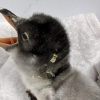 ‘Love has no boundaries’: Same-sex penguins become perfect parents ...